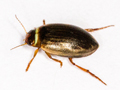 Hygrotus impressopunctatus
